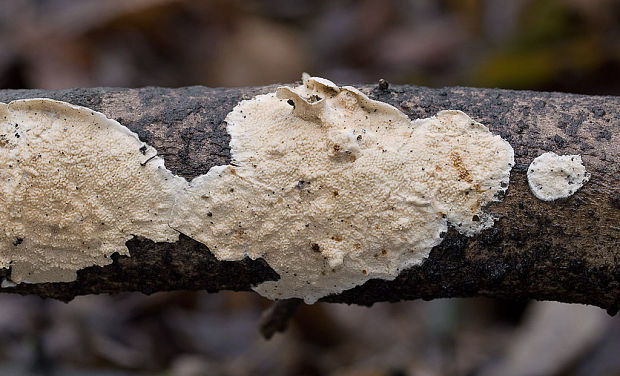 pakôrovec kožovitý Byssomerulius corium (Pers.) Ginns