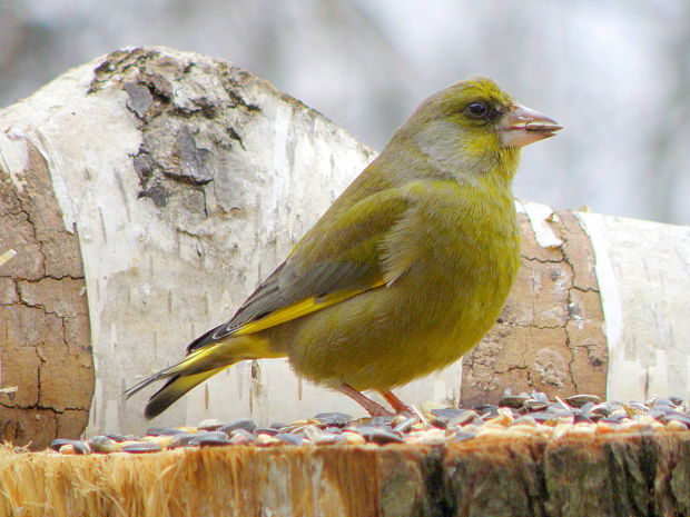 stehlík zelený  Carduelis chloris