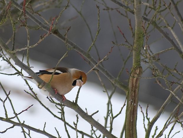 glezg obyčajný Coccothraustes coccothraustes