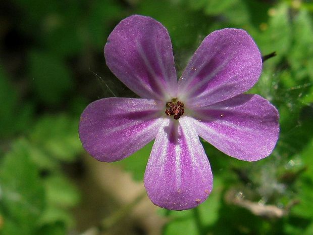 pakost smradľavý Geranium robertianum L.