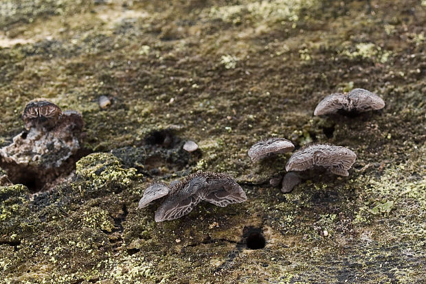 lastúrnik chlpatý Resupinatus trichotis (Pers.) Singer