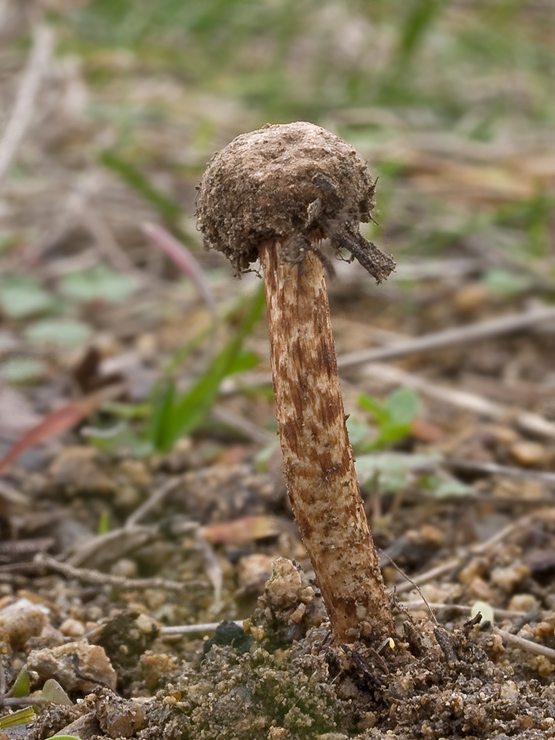 stopkovec vláknitý Tulostoma fimbriatum Fr.