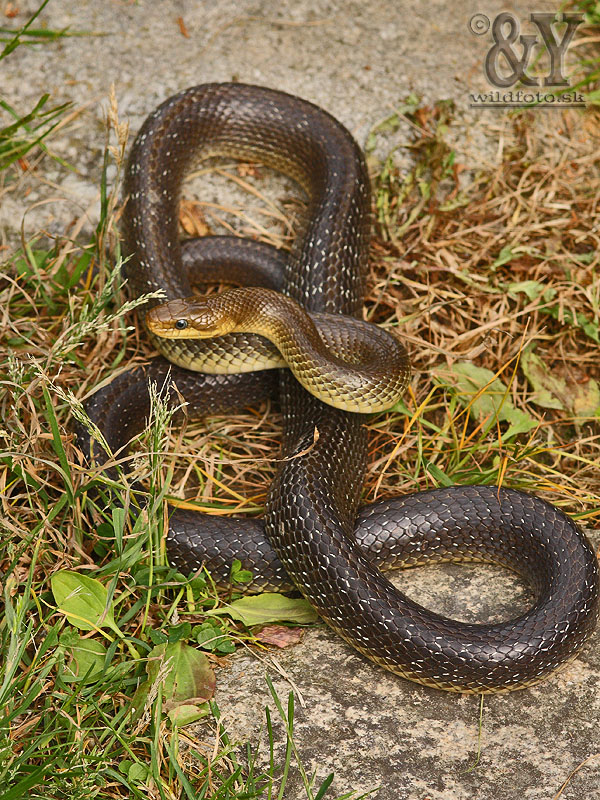 užovka stromová Zamenis longissimus