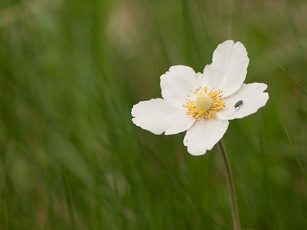 veternica lesná Anemone sylvestris L.