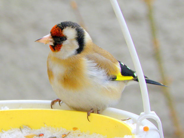 stehlík obyčajný  Carduelis carduelis