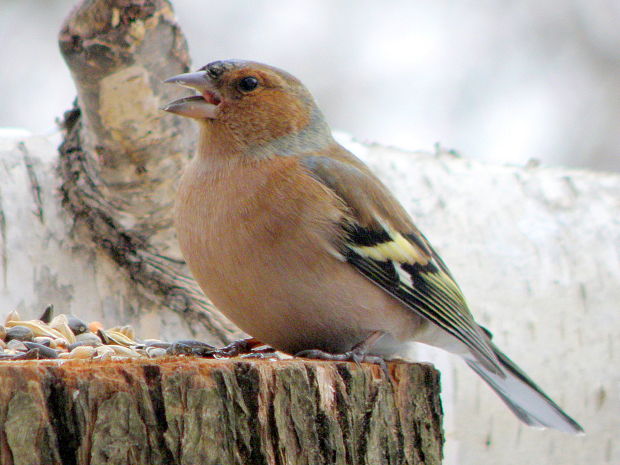 pinka lesná  Fringilla coelebs