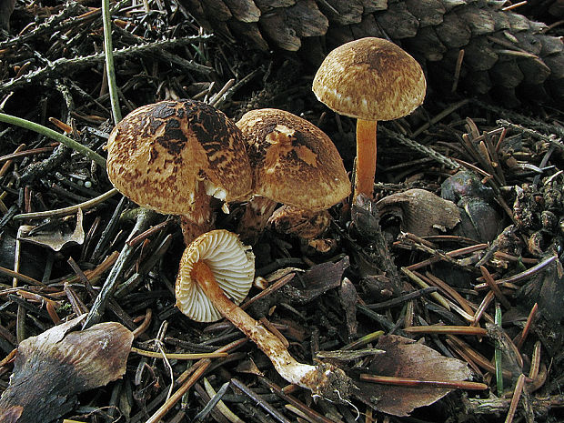 bedlička hnedá Lepiota castanea Quél.