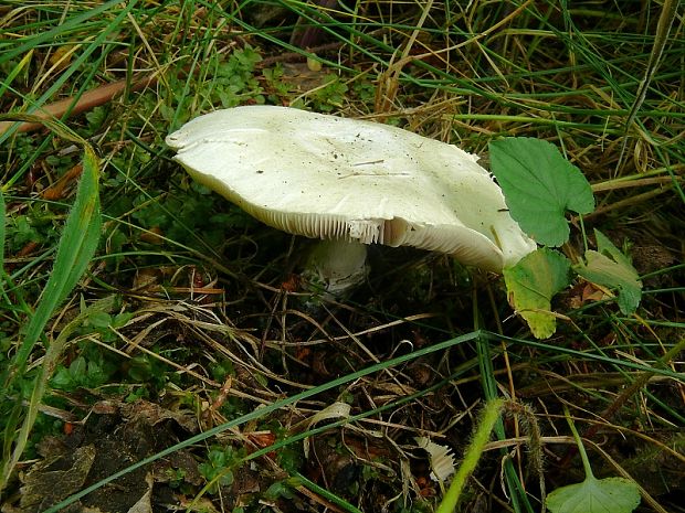 bedlica ružovolupeňová Leucoagaricus leucothites (Vittad.) Wasser