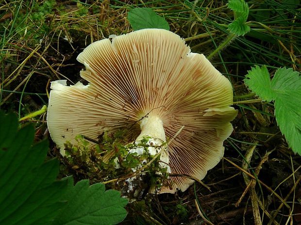 bedlica ružovolupeňová Leucoagaricus leucothites (Vittad.) Wasser