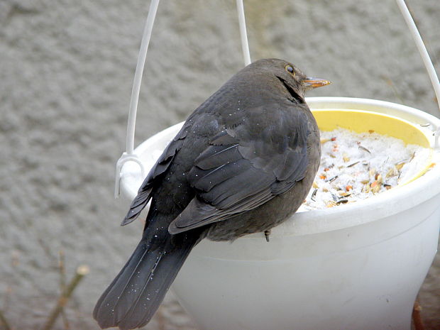 drozd čierny - samička  Turdus merula