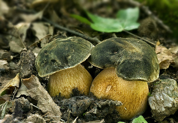 hríb bronzový Boletus aereus Bull. ex Fr.