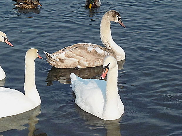 labuť hrbozobá  Cygnus olor