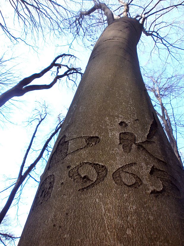 buk lesný Fagus sylvatica L.