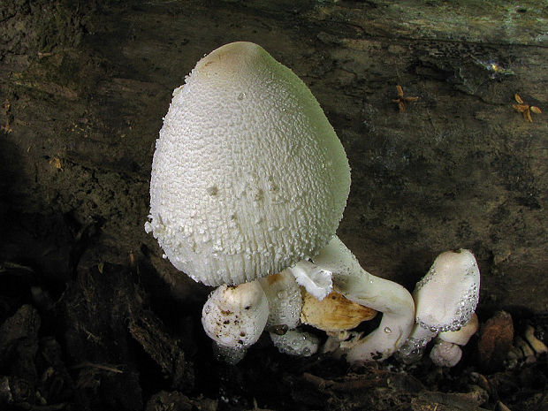 bedľovec Leucocoprinus cepistipes (Sowerby) Pat.