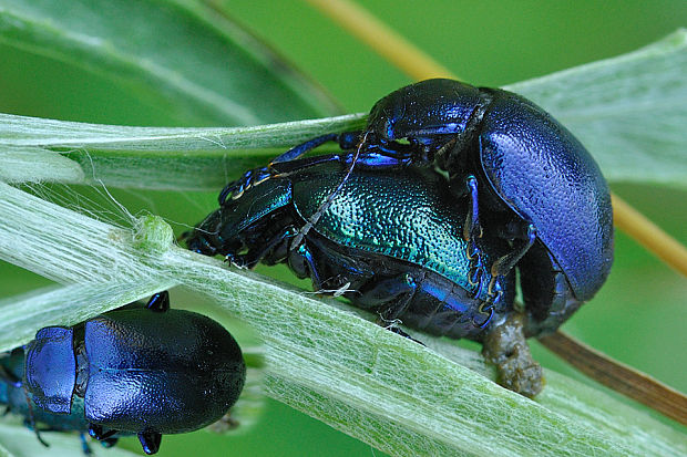 liskavka Oerina cacaliae