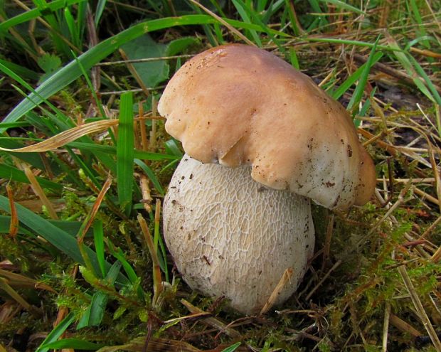 hríb smrekový Boletus edulis Bull.