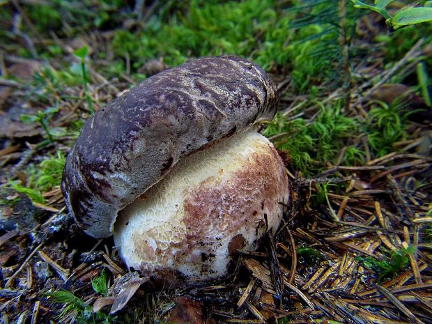 hríb sosnový Boletus pinophilus Pil. et Dermek in Pil.