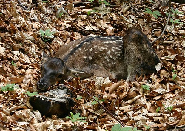 jelenča Cervus elaphus