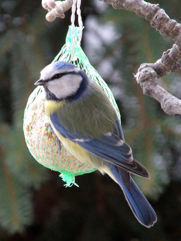 sýkorka belasá  Cyanistes caeruleus