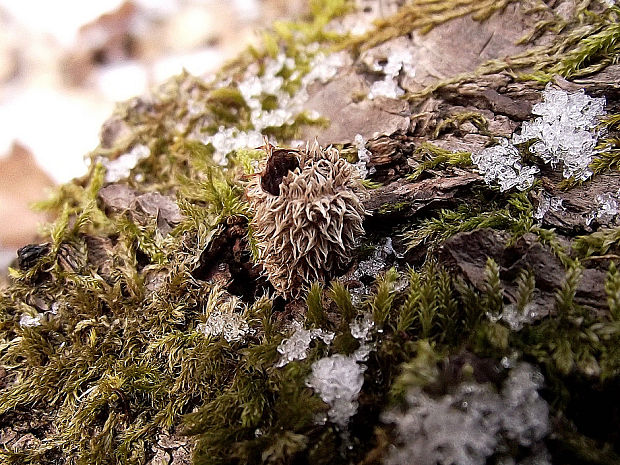 čiaškovec pásikavý Cyathus striatus (Huds.) Willd.