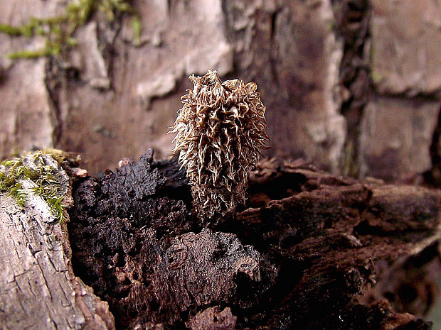 čiaškovec pásikavý Cyathus striatus (Huds.) Willd.