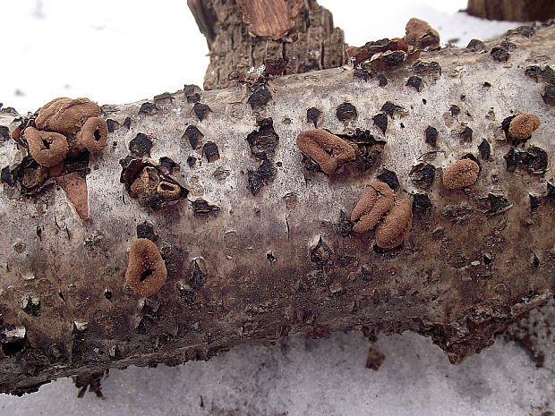 dutinovka otrubnatá Encoelia furfuracea (Roth) P. Karst.