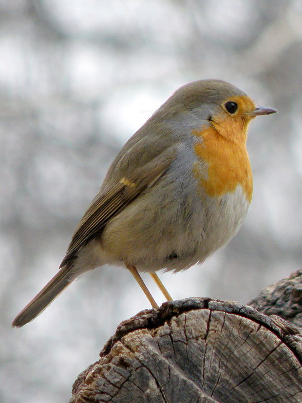 slávik - červienka  Erithacus rubecula