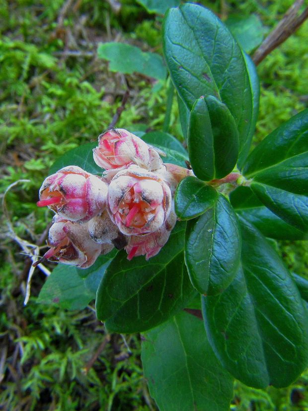 nahorúchovec brusnicový Exobasidium vaccinii (Fuckel) Woronin