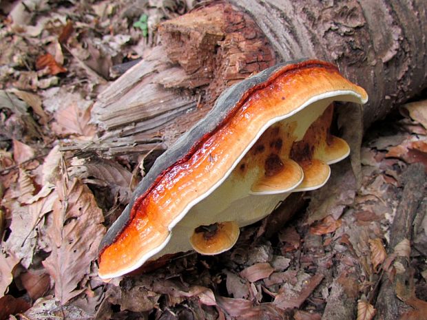 práchnovček pásikavý Fomitopsis pinicola (Sw.) P. Karst.