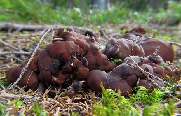 rizinka zvlnená Rhizina undulata Fr.