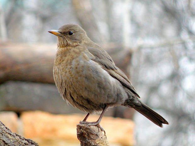 drozd čierny - samička  Turdus merula