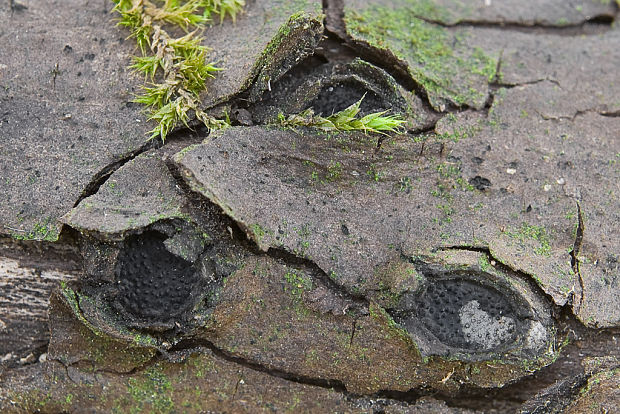 peniazovček ? Biscogniauxia sp. (Fr.) Kuntze