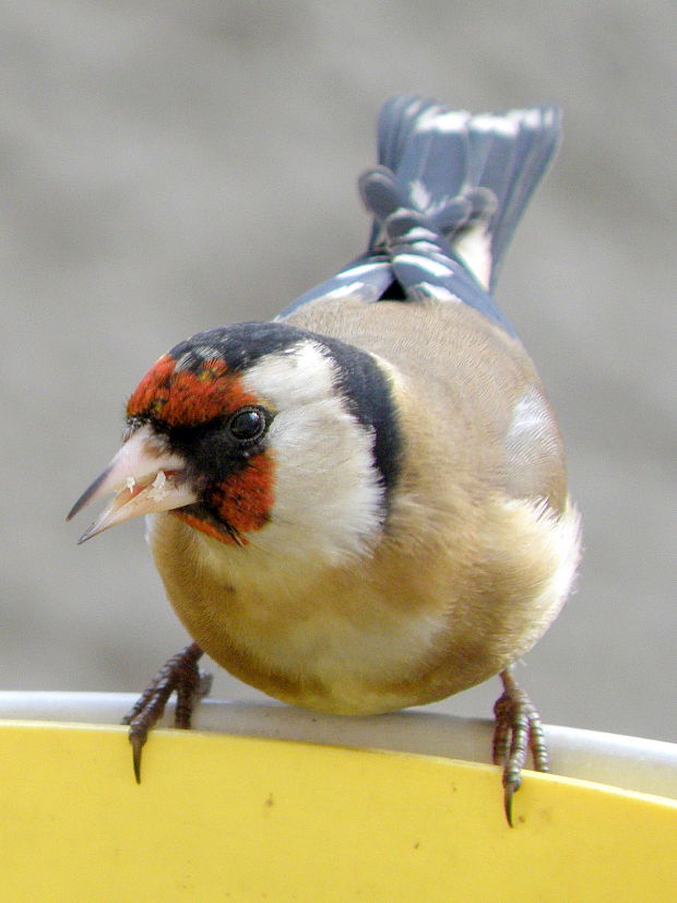 stehlík obyčajný  Carduelis carduelis