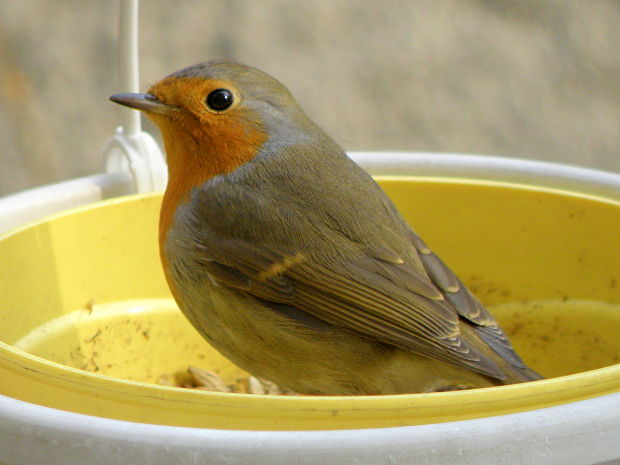 slávik - červienka  Erithacus rubecula