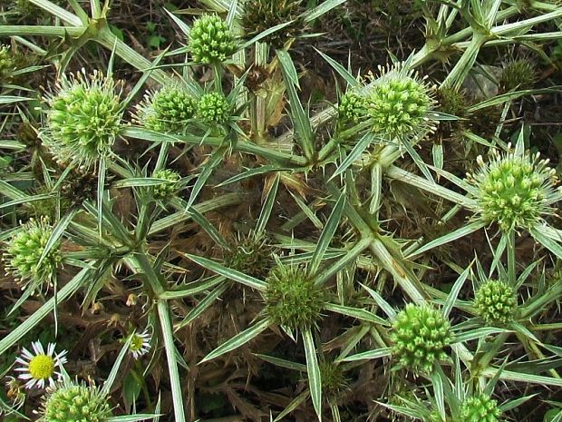 kotúč poľný Eryngium campestre L.