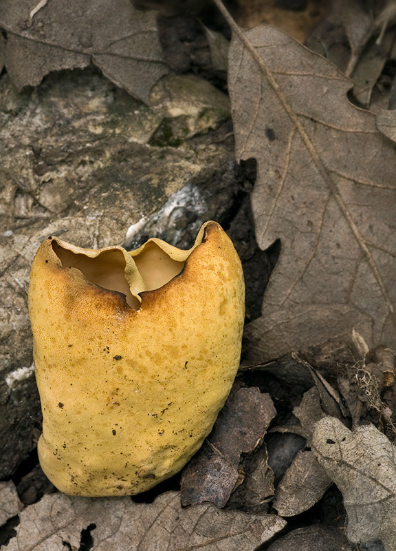 uško Otidea sp.