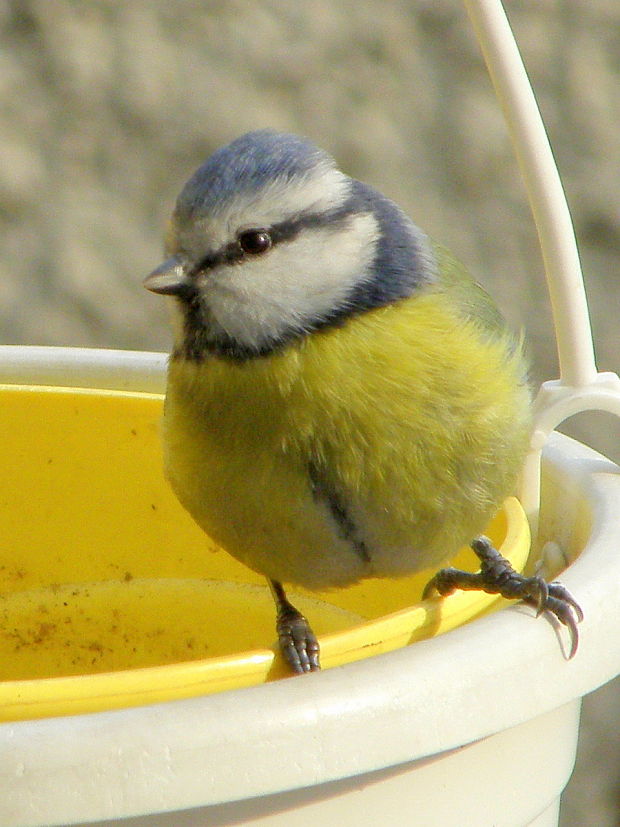 sýkorka belasá  Parus caeruleus