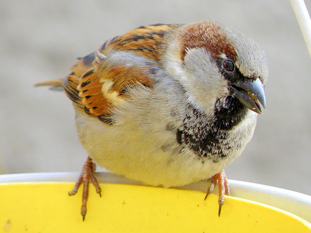 vrabec domový - samček Passer domesticus