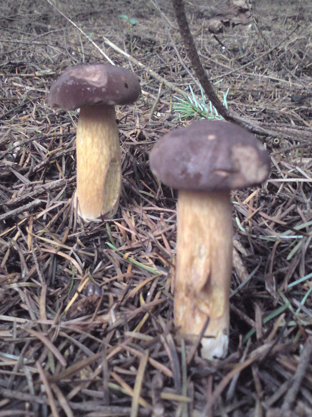 hríb Boletus sp.