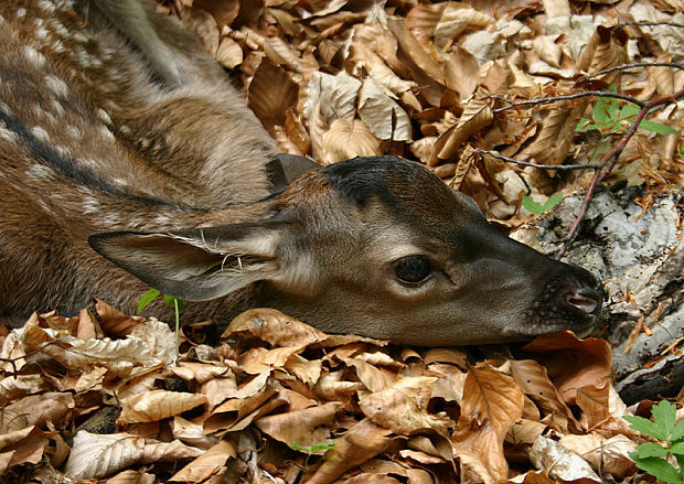 jelenča Cervus elaphus