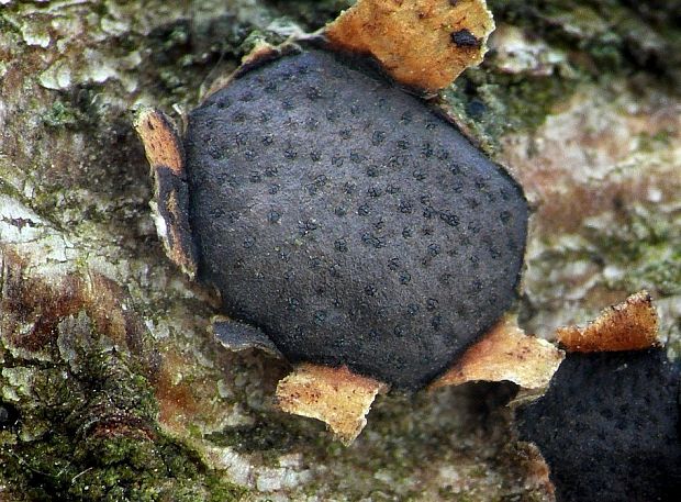 diatrypka diskovitá Diatrype disciformis (Hoffm.) Fr.