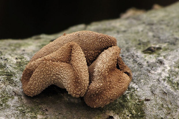 dutinovka otrubnatá Encoelia furfuracea (Roth) P. Karst.