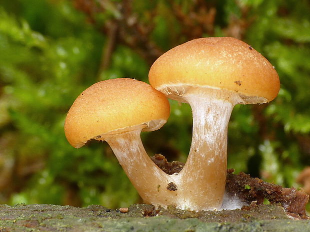 šupinovec Gymnopilus sp.