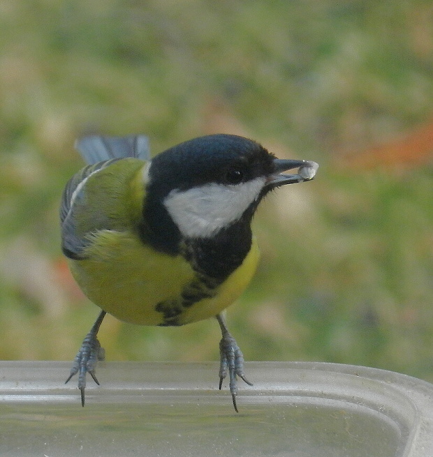 sýkorka bielolíca Parus major