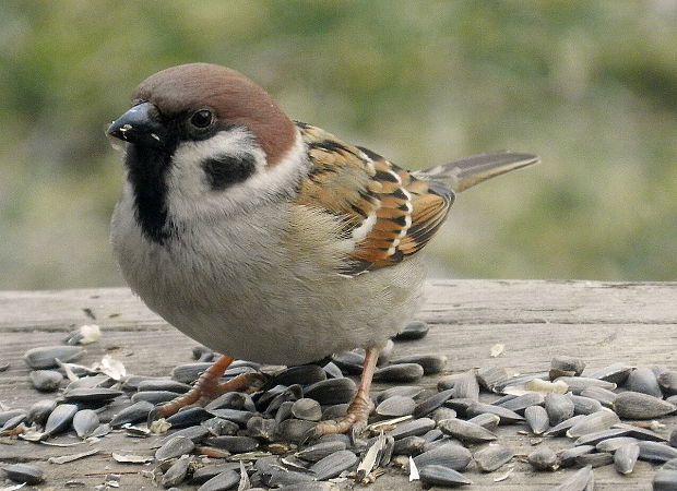 vrabec poľný Passer montanus