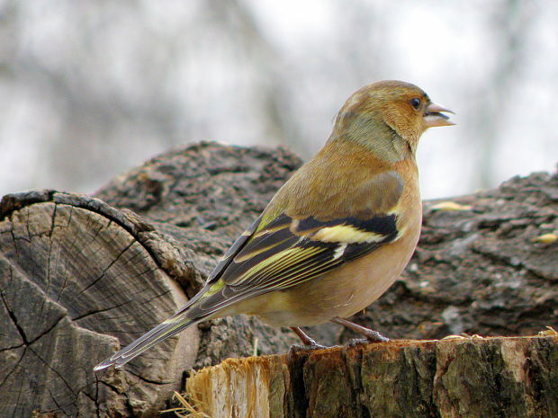 pinka lesná  Fringilla coelebs