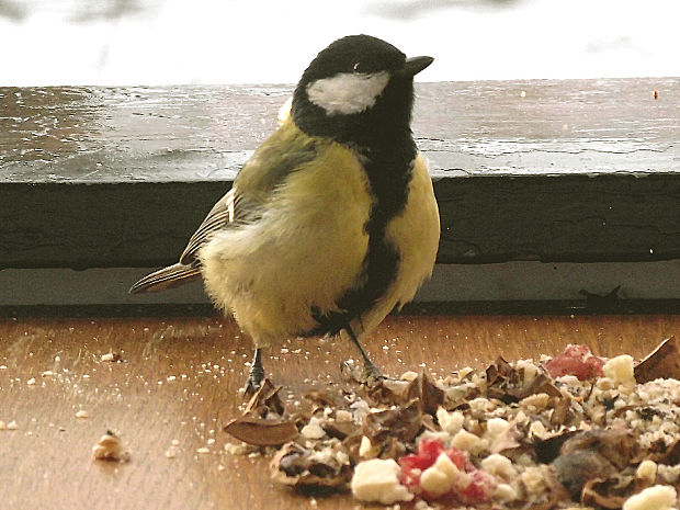 sýkorka veľká Parus major