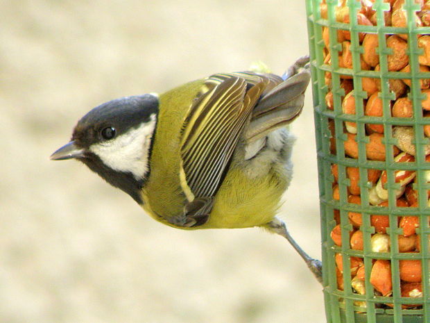 sýkorka bielolíca Parus major