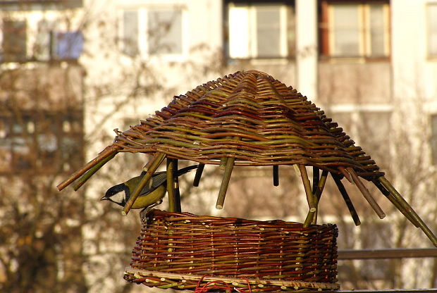 sýkorka bielolíca Parus major