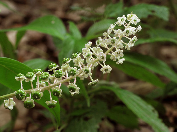 líčidlo americké Phytolacca americana L.